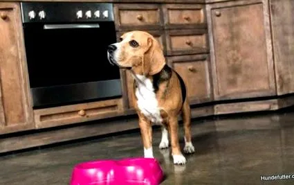 hundefutter
