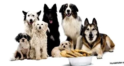 hundefutter