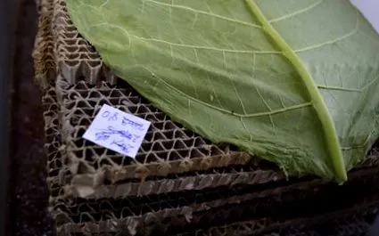 proteina insectelor