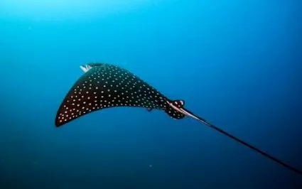 Aetobatus narinari
