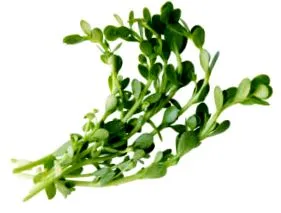 monnieri