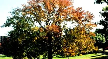 Fraxinus excelsior