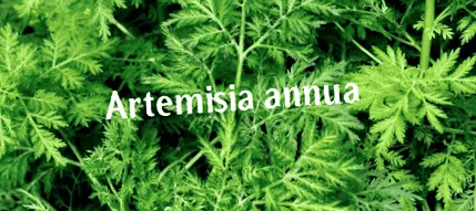 leishmania