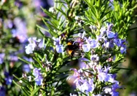 blog