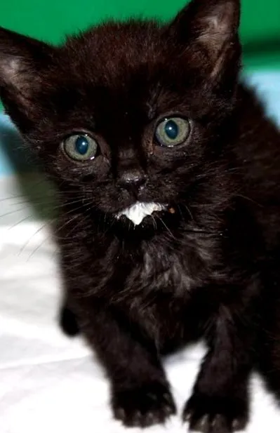 ziva