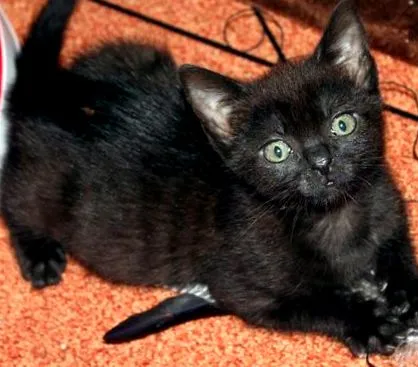 ziva
