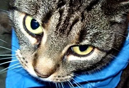 macska