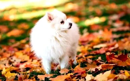 spitz