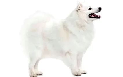 spitz