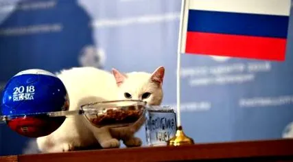 macska