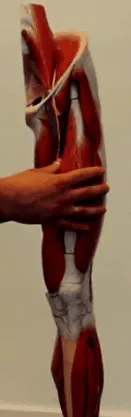 térdfájdalom