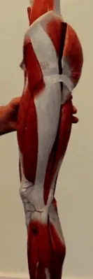 térdsérülések