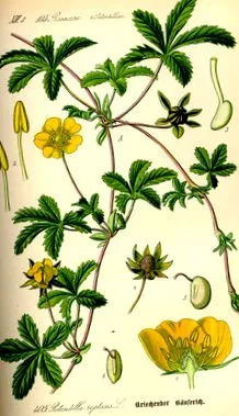 cinquefoil
