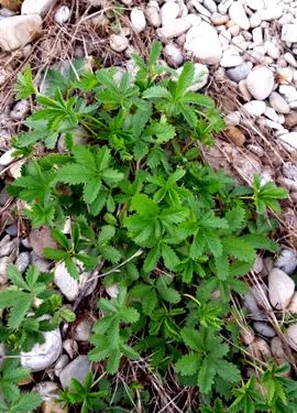 cinquefoil
