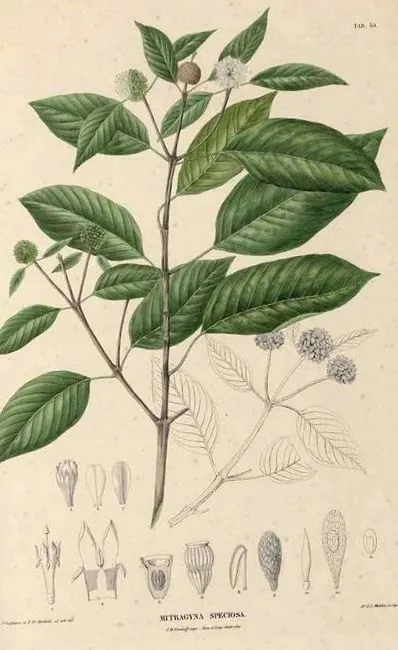 kratom
