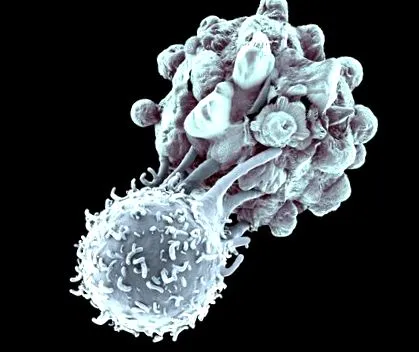immunsejtjeivel