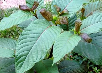 mitragyna