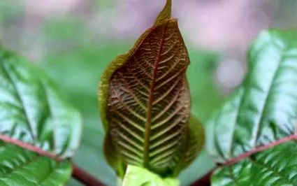 speciosa