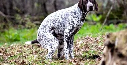 simptome canină