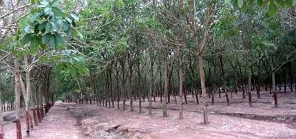 kratom