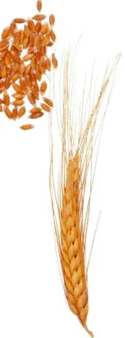 gyógyszer
