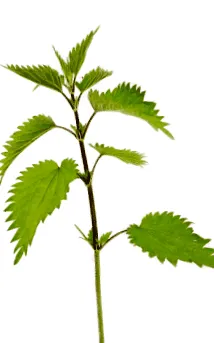 ierburile