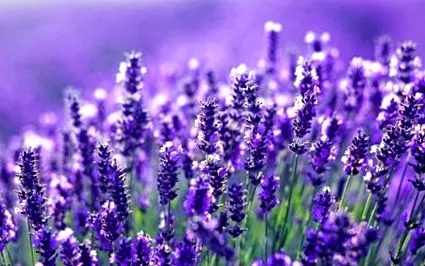 lavanda