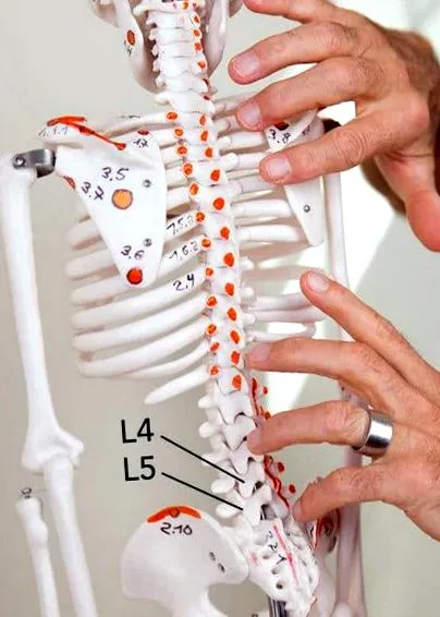 vertebrale