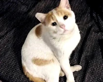 lenny élet