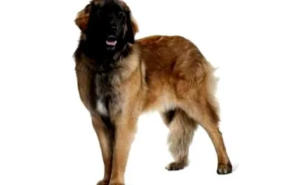 caracter