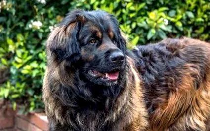 leonberger