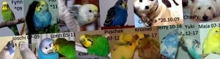 piept