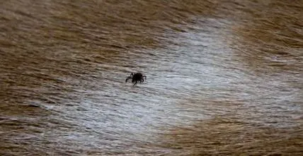 lyme