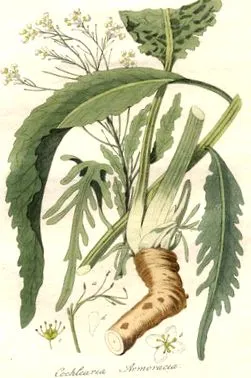 ehető