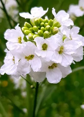 ehető