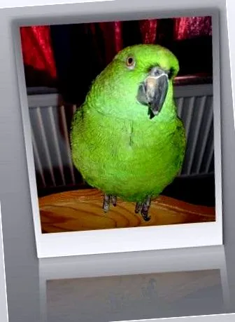 papagáj