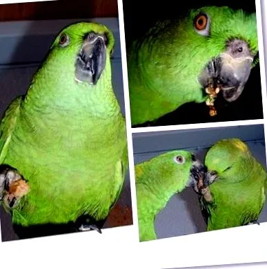 ábécé