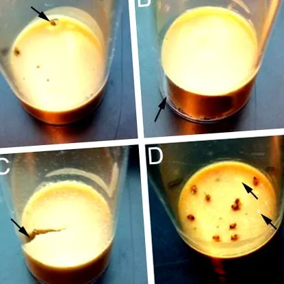 drosophila