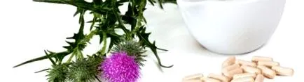 Silybum marianum