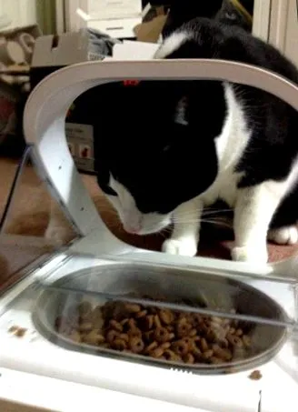 sureflap