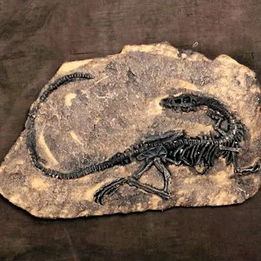 tyrannosaurus