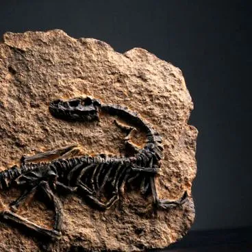 tyrannosaurus