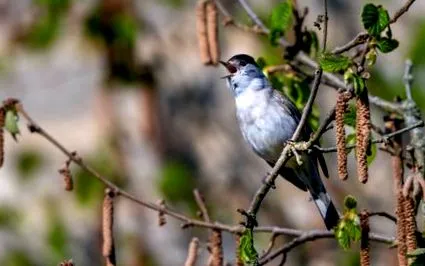 blackcap