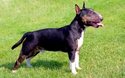 miniatural terrier