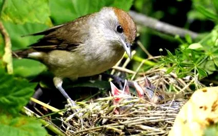 blackcap