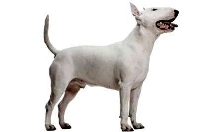 miniatural bull