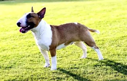 terrier terrier