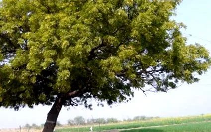 neem