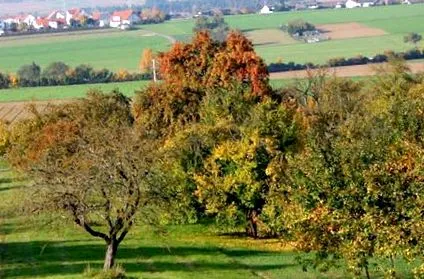 gyümölcs