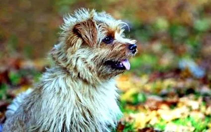terrier